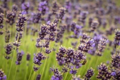 many bees on the flowers of the lavender plant